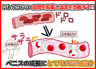 シトルリンは血管を拡張し血流を改善するの図