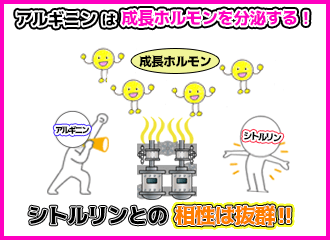 アルギニンはシトルリンとの相性が抜群で成長ホルモンの分泌を促進するの図