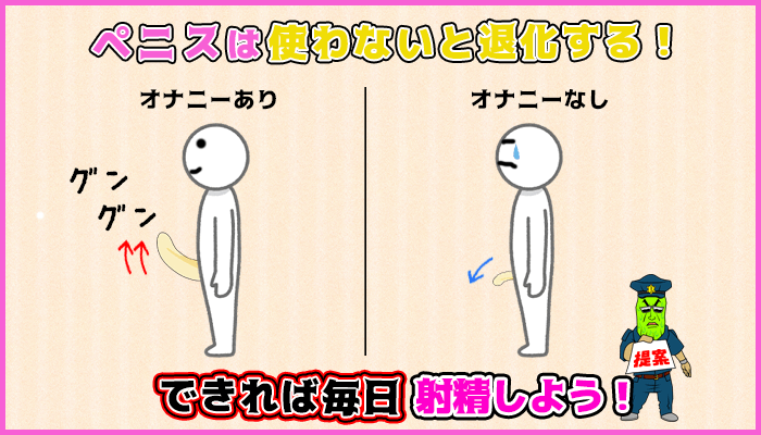 射精頻度が高いとペニスが成長しやすいの図