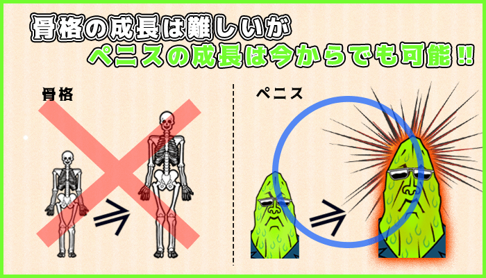 骨格の成長は難しいがペニスの成長は今からでも可能の図