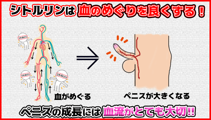 シトルリンは血行を良くしペニスの成長にも血行は大切の図