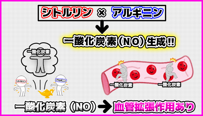 シトルリンとアルギニンは相性が抜群で一酸化窒素（NO）の生成をするの図