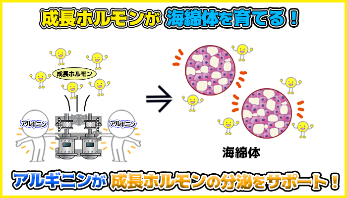 アルギニンが成長ホルモンの分泌をサポートし成長ホルモンがペニスの海綿体を育てるの図