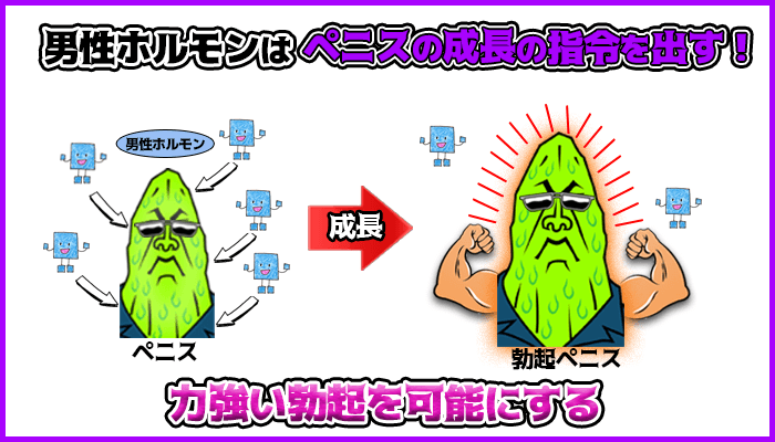 男性ホルモンはペニスの成長の指令を出し力強い勃起を可能にするの図