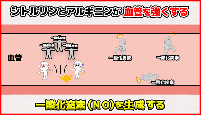 シトルリンとアルギニンが一酸化窒素を生成し血管を強くするの図