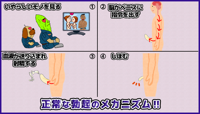 正常な勃起の仕組みの図