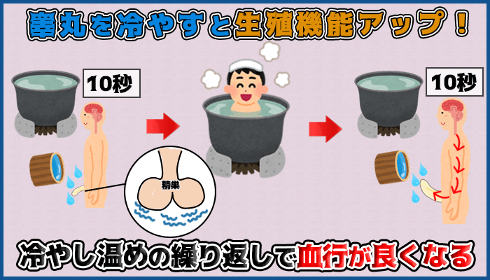 睾丸を冷やすと生殖機能が活発になり血行促進の効果があるの図