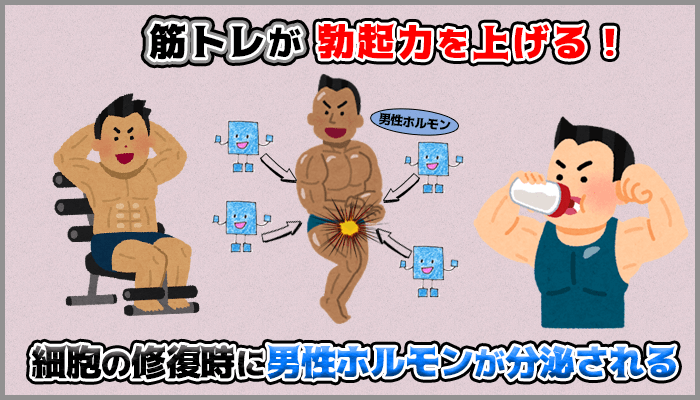 筋トレは勃起に関係のある男性ホルモンを分泌し中折れしにくいの図