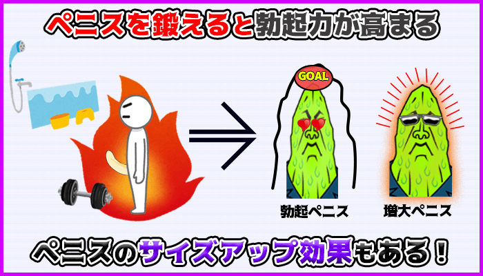 チントレはペニス増大効果もあり中折れの改善にも効果的の図