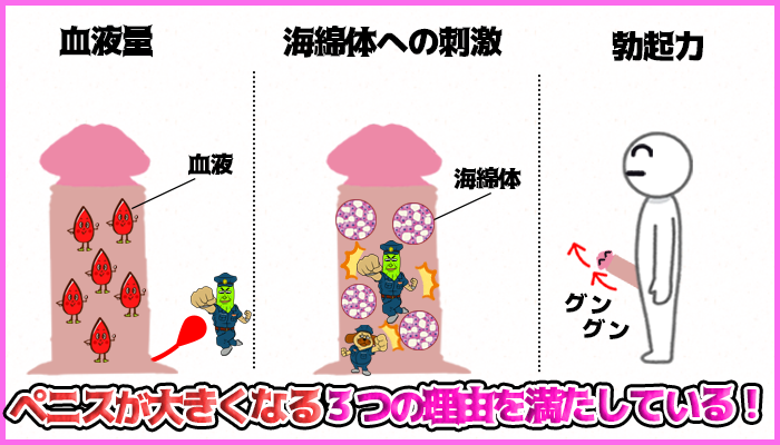 チントレがペニスに与える効果の図