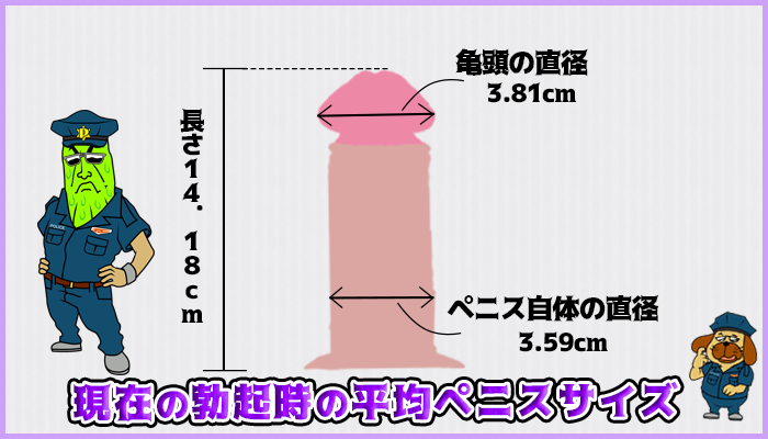 日本人の勃起時の平均サイズの図