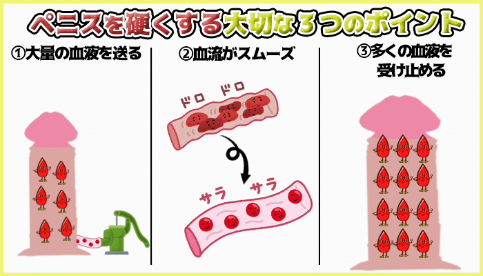 ペニスが硬くなる３つのポイントの図