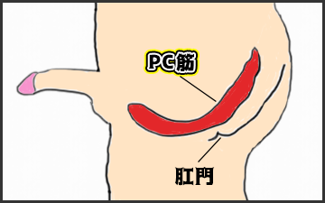 PC筋の場所を説明している図