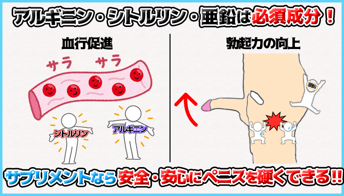 シトルリンとアルギニンと亜鉛が入っているサプリメントを摂取すればペニスは硬くなるの図