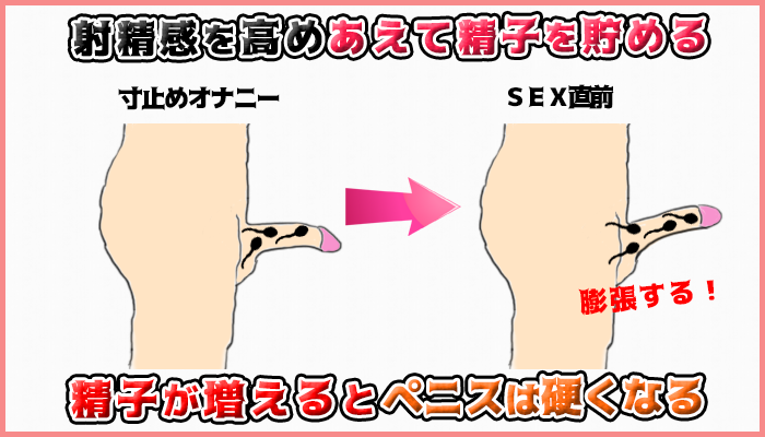 寸止めオナニーをして射精感を高めればペニスは硬くなるの図